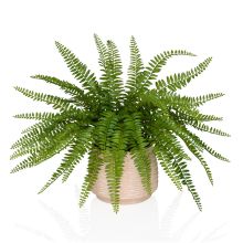 Proliferum - Konstgjorda växter Grön